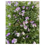 Flat Of Large Violas