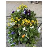 Large Flat Of Pansies