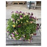 Large Pansy Planter