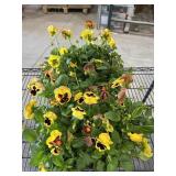 Large Flat Of Pansies
