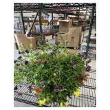 Spring Blooming Combo Basket
