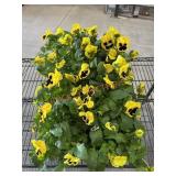 Large Flat Of Pansies