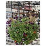 Spring Blooming Combo Basket