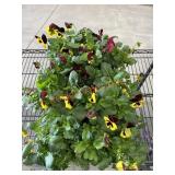 Large Flat Of Pansies