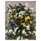 Large Flat Of Pansies