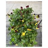 Large Flat Of Pansies