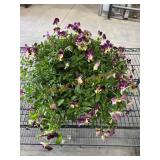 Large Pansy Planter