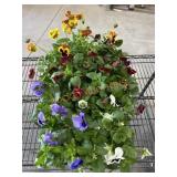 Large Flat Of Pansies