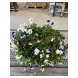 Large Pansy Planter