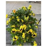 Large Flat Of Pansies