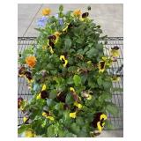Large Flat Of Pansies