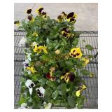 Large Flat Of Pansies