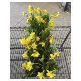 Flat Of Daffodils