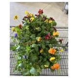Large Flat Of Pansies