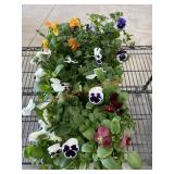 Large Flat Of Pansies