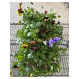 Large Flat Of Pansies