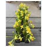 Flat Of Daffodils