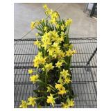 Flat Of Daffodils