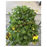 Large Flat Of Pansies