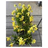 Flat Of Daffodils