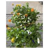 Large Flat Of Pansies