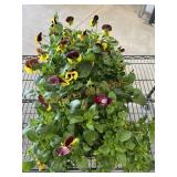 Large Flat Of Pansies