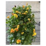 Large Flat Of Pansies