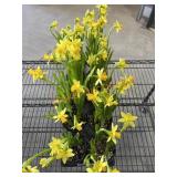 Flat Of Daffodils