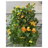 Large Flat Of Pansies