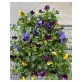 Flat Of Large Pansies
