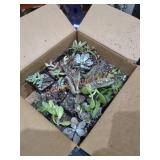 Box Of Assorted Plants