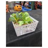 Basket Of Fake Plants