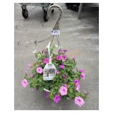 Petunia Basket