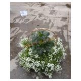 Dahlia Planter