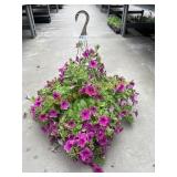 Petunia Basket