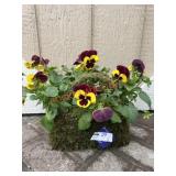 Pansy Planter