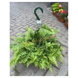 Fern Basket