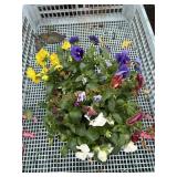Pansy Planter