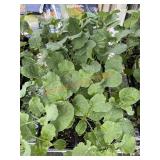 Large Tray Of Broccoli Plants