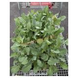 Large Tray Of Kohlrabi Plants