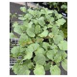 Large Tray Of Broccoli Plants