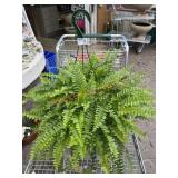 Fern Basket