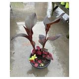 Large Canna Lily Planter
