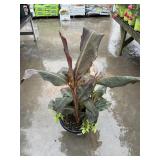 Large Canna Lily Planter