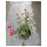 Double Red Knockout Rose