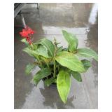 Large Canna Lily Planter