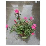 Double Pink Knockout Rose