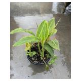 Large Canna Lily Planter