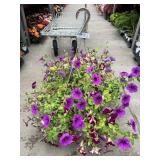 Petunia Basket