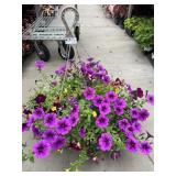 Petunia Basket